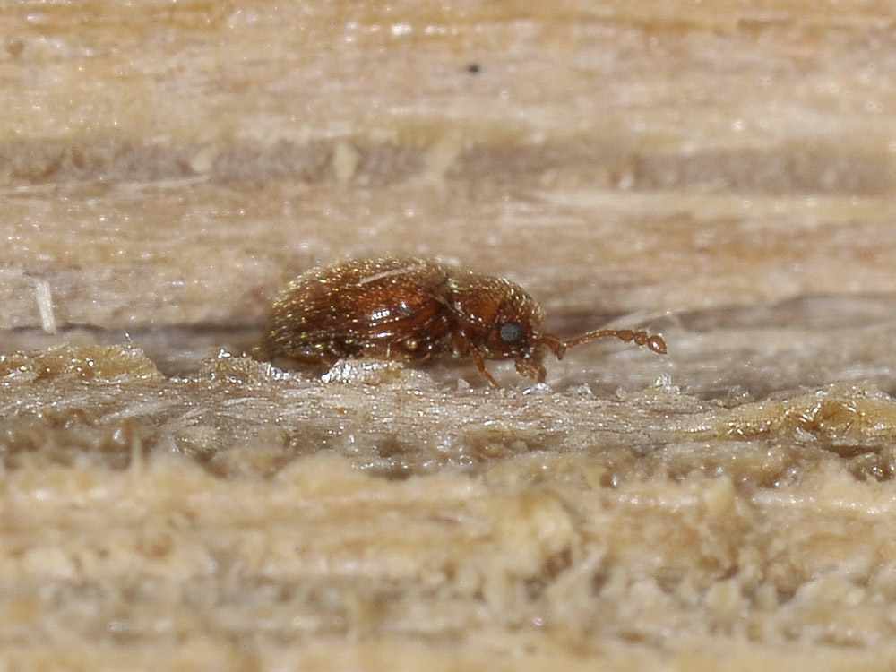 Symbiotes gibberosus (Endomychidae)